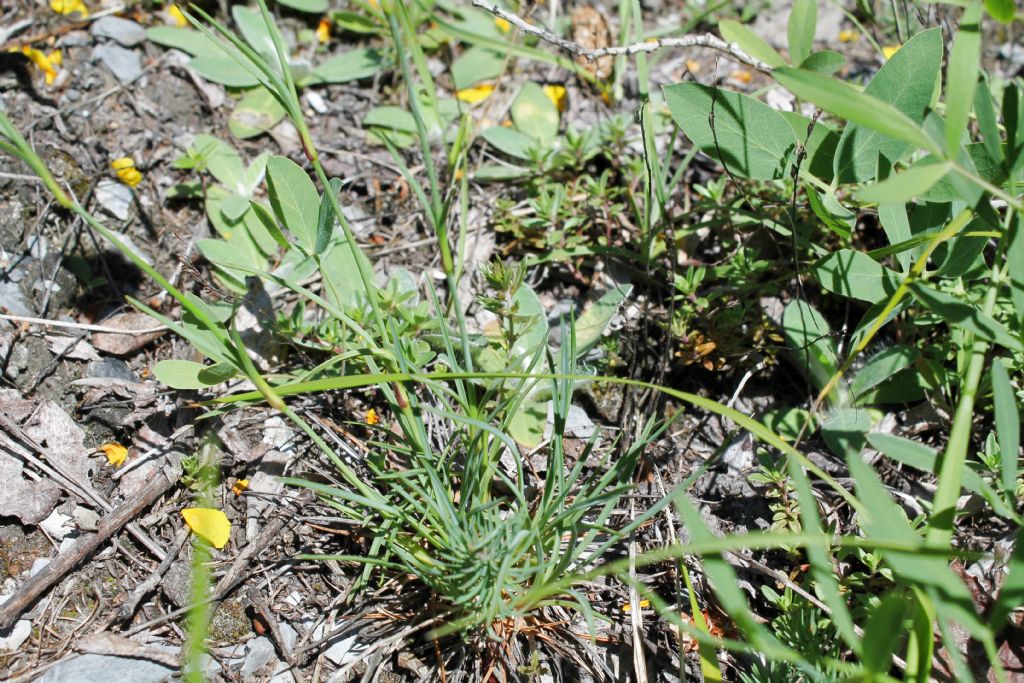 Dianthus sylvestris